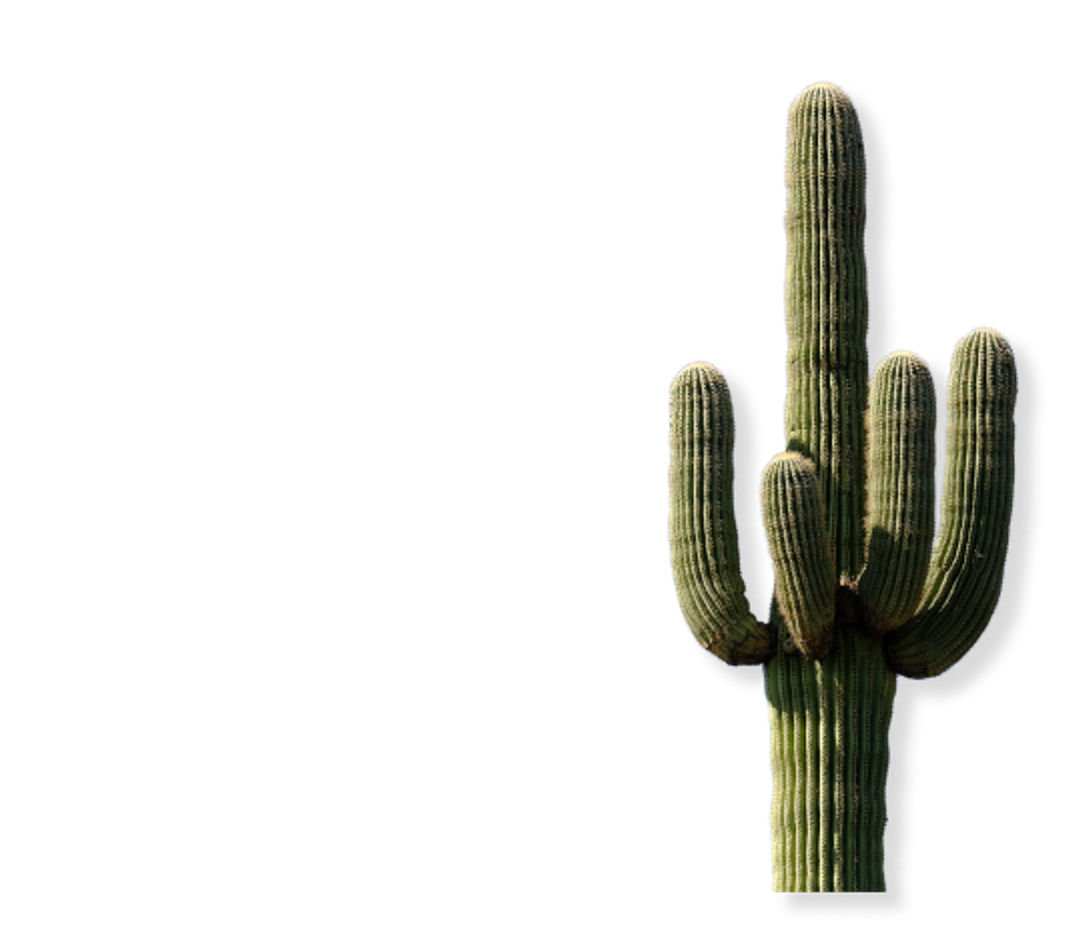 Cactus