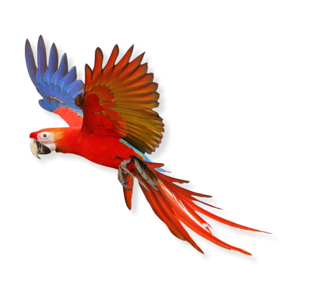 Parrot