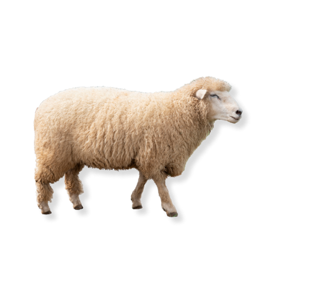 Sheep