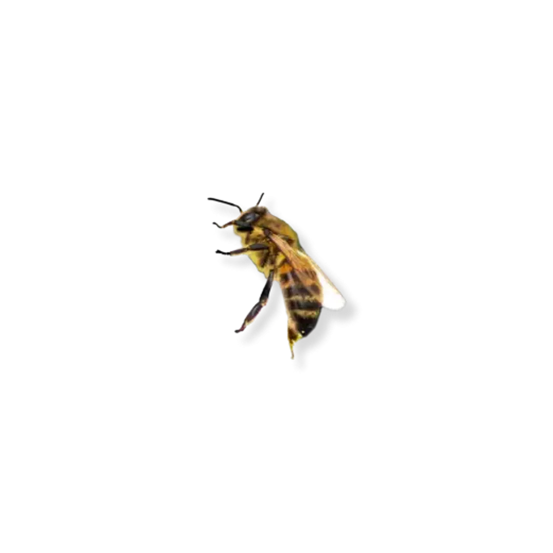 Honey comb