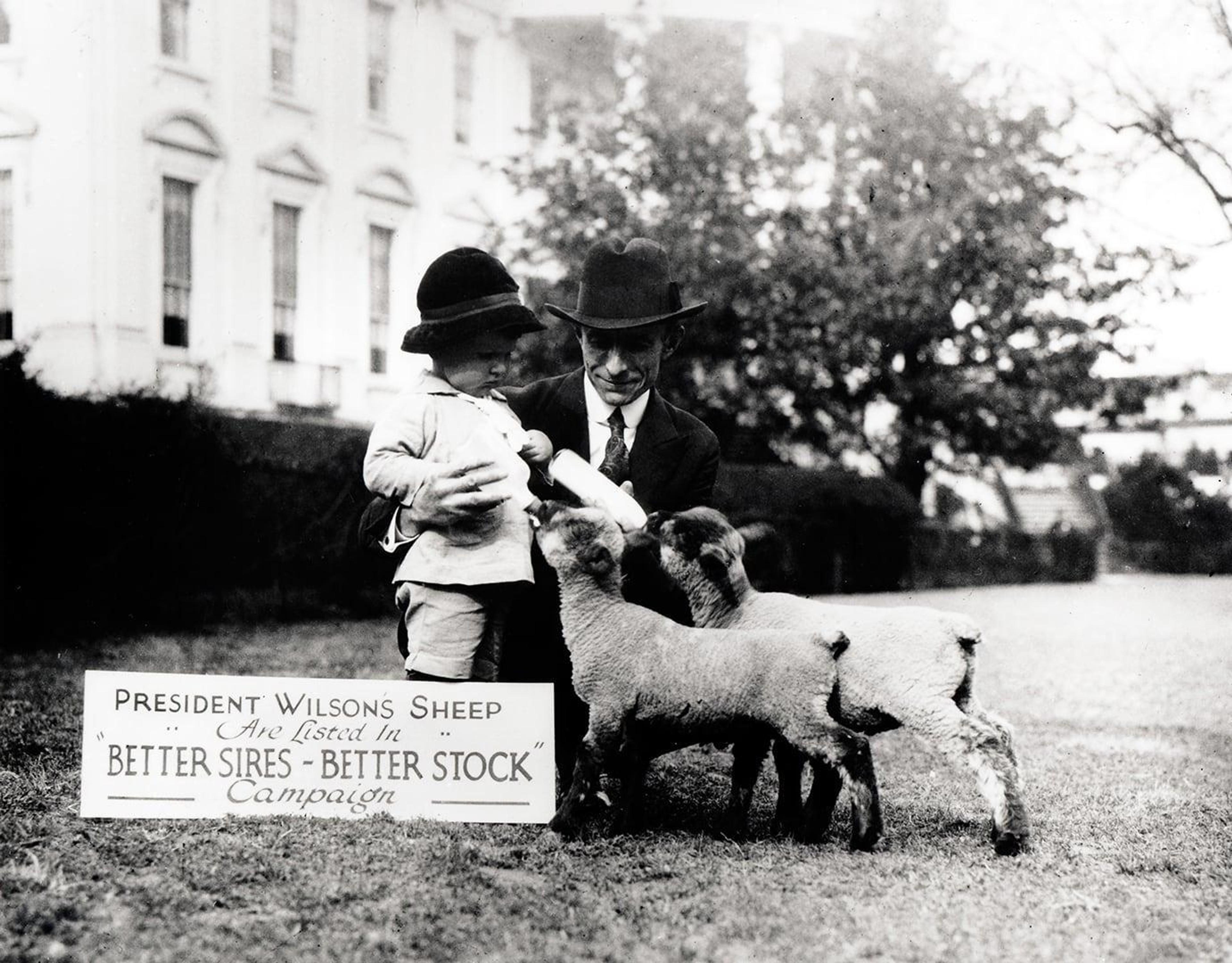 4483 mas 1919 ca promotional image of feeding wh lambs whha 1