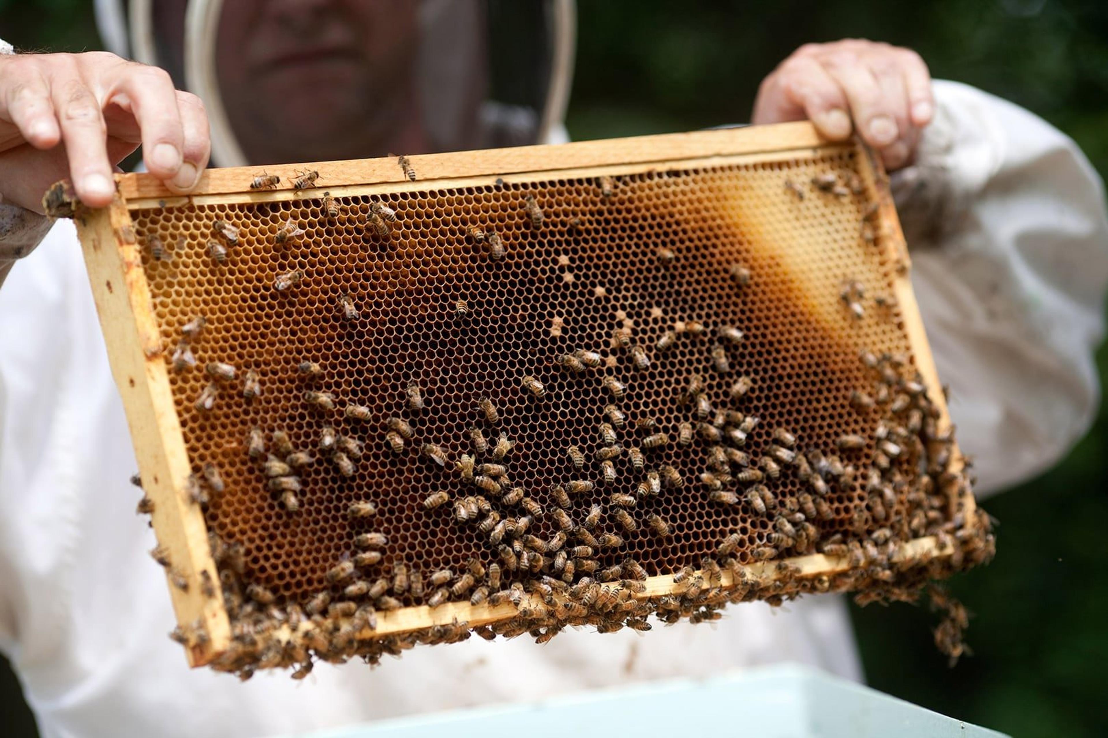 4919 mas 2009 charlie brandts holds beehive frame fli