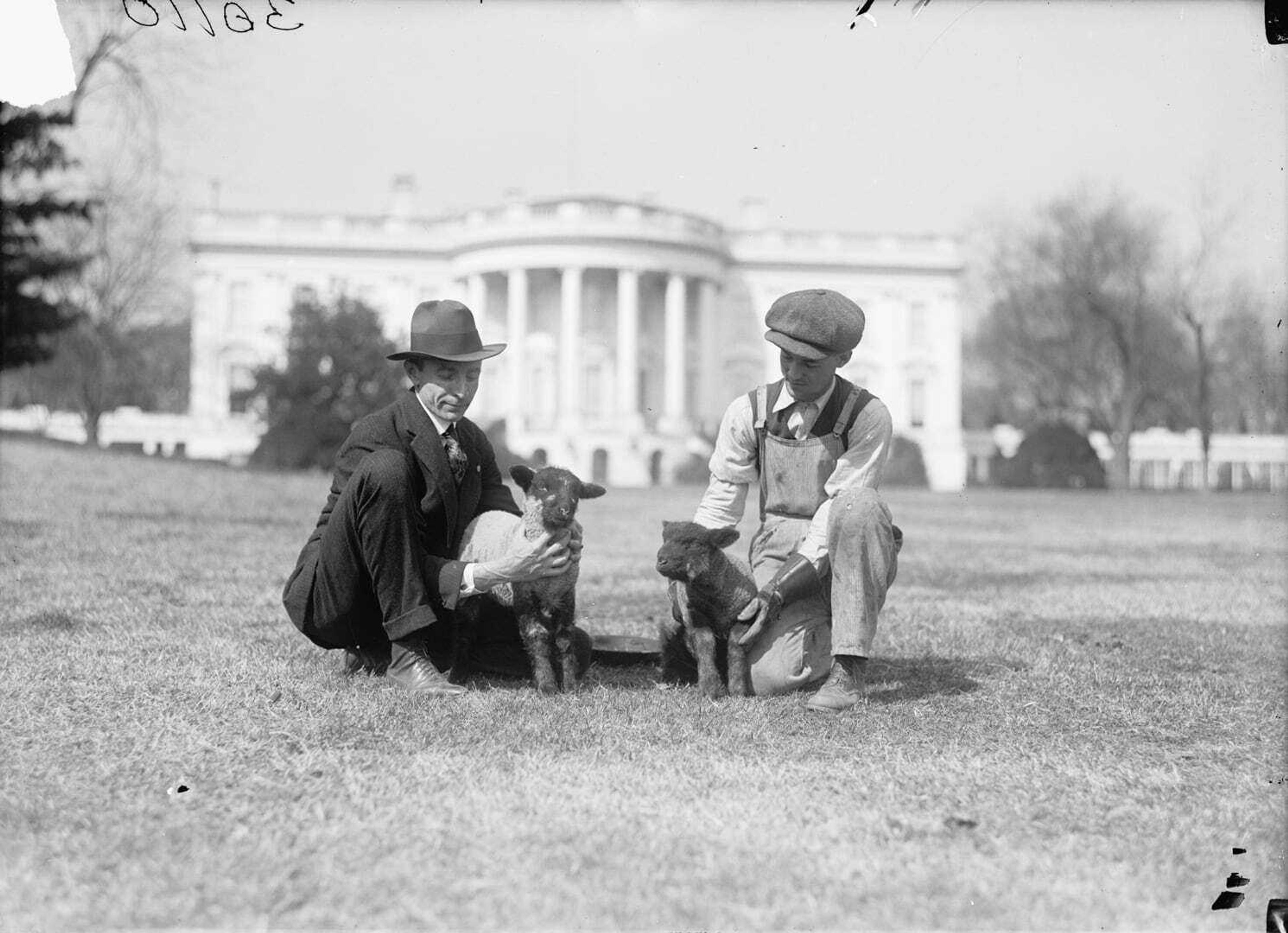 5186 mas 1918 ca two men feeding lambs on wh lawn loc crop